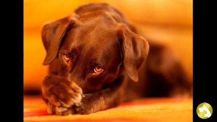 Стафилококк у собак: правила лечения