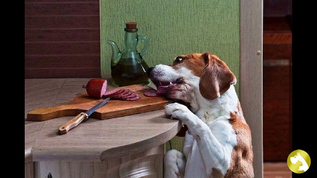 Панкреатит у собак: признаки и лечение