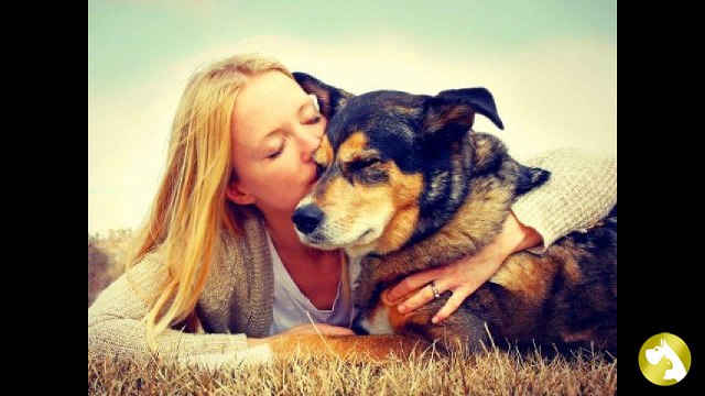 Приюты для собак в Москве и Московской области