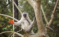 BBC | Vahşi Doğa: Karayiplerde Vahşi Yaşam - Küçük Türler