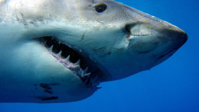 BBC | Vahşi Doğa: Köpek Balıkları - Büyük Türler