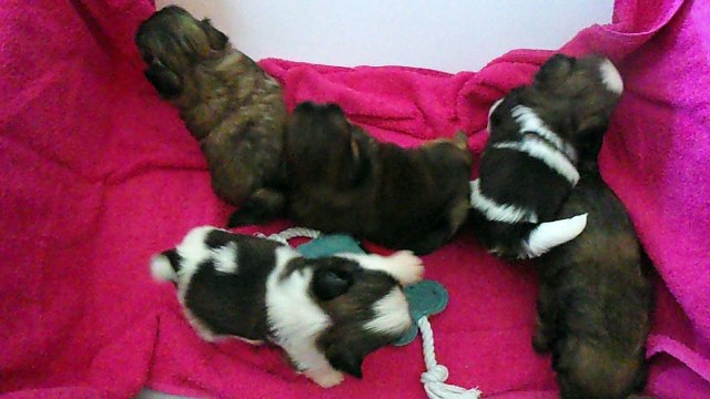 Les petits chiots shih tzu d' Isya, âgés de 3 semaines