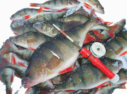 Зимняя рыбалка. Ловля окуня на блесну