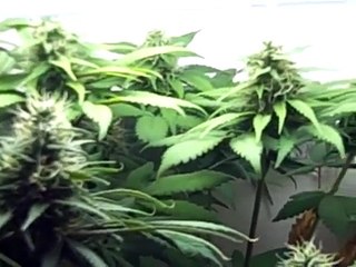 White Widow Grow Week 10 (Flowering Week 6)