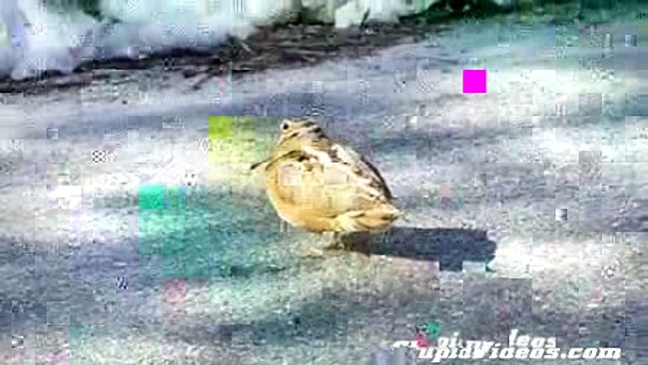 Dancing Bird