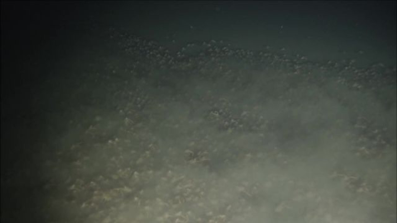Hannibal crabs swarming behavior