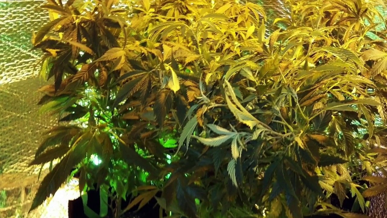 EasyFeed Alien hydroponic system soil cannabis grow