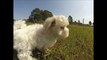 Meet Alps the Maltese Puppy for sale in Florida - Tampa - Miami - Orlando - Sarasota