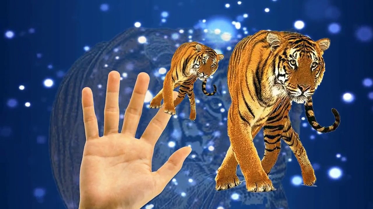 Animals Cartoons For Children Nursery Rhymes Finger Family | Animals Cartoons Finger Family