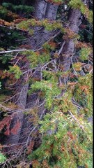 Tripping on LSD in the Woods