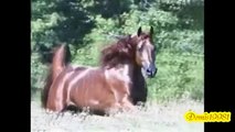Arabian Horses - Only beauty ε(●̮̮̃•̃)з