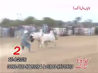 T.A.M.A.S.H.A دوسرا نمبر-بولیاں وال اٹک