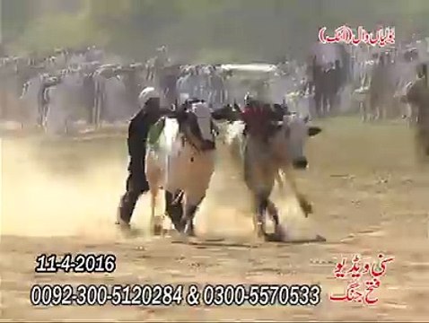 T.A.M.A.S.H.A بولیاں وال اٹک تماشا