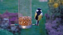 blue tit saturated slo mo