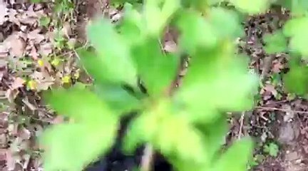 Des civils bulgares membres d'une milice molestent des migrants