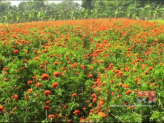 বাংলা নববর্ষ উপলক্ষে ঝিনাইদহের ফুল চাষিদের ব্যস্ততা