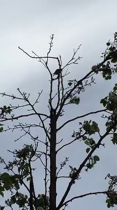 Chant du Chardonneret dans la nature AIX en Provence france Skander Shut Up