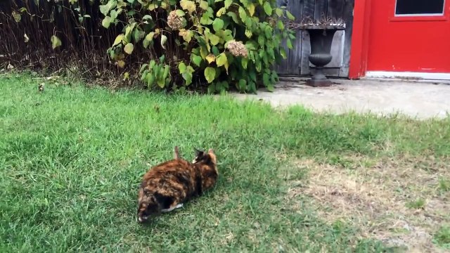Un chat et une souris en mode meilleurs potes