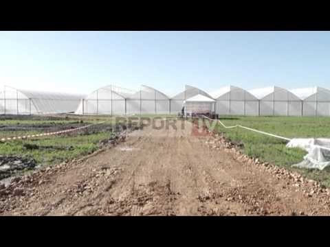 Report TV - Bujqësia , Vasili letër Ramës Zgjidhje urgjente, situata nuk pret