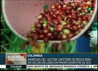 "El Niño" causa pérdidas a Colombia por 200 millones USD en café