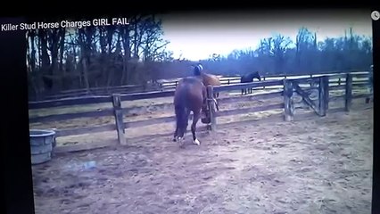 Dangerous Horse Attacks Or Stupid Humans Making A Horse Attack Since They Were Cornered