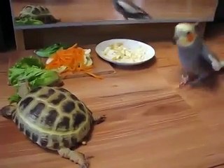Попугай жалуется своему отражению на черепаху