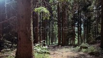 Forest (Stock Footage) (Videohive After Effects Template)