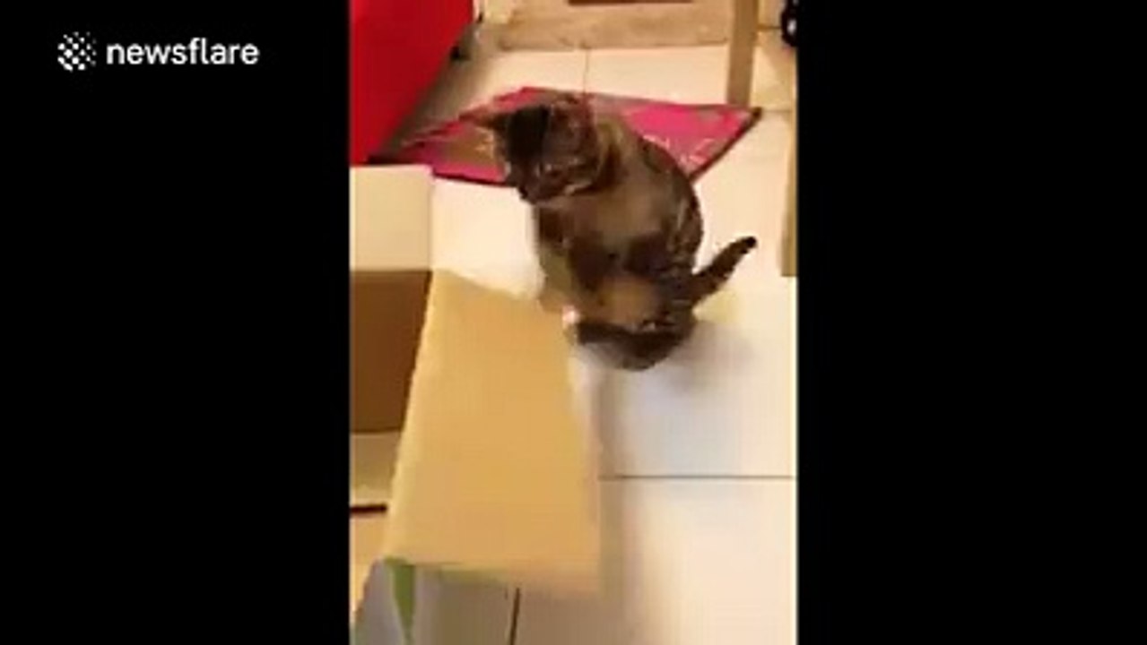 Cat Funny Videos
