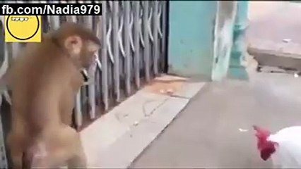 monkey vs cock funny fight must see