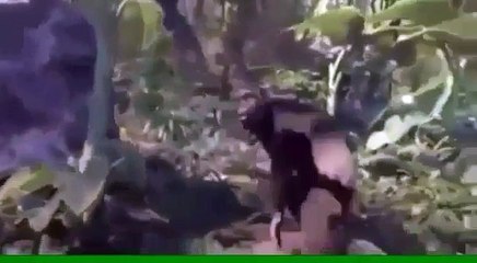 Dancing Chimps - Ethiopian Version