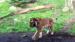 Quand 2 très gros chats s'embrouillent - Bagarre de tigres au zoo