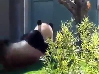 Panda Mother and Cub loves playing.