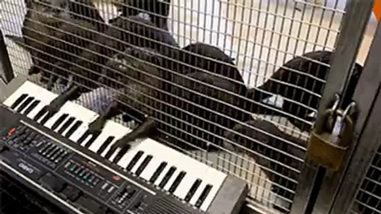 How to play a Pieano