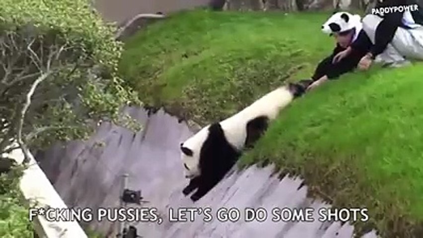 Drunk Panda