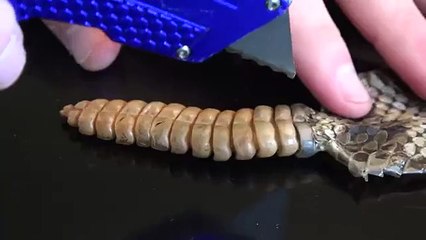 Mira lo que hay dentro de una cascabel