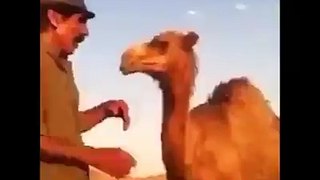 camel is smoking
