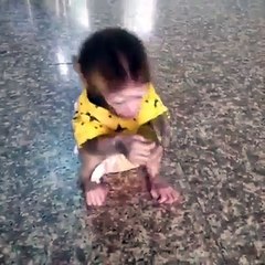 Mono disfruta comiendo uva mientras lo graban