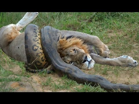 Lion vs Snake - Anaconda vs Jaguar - Python vs Tiger - Python vs Leopard - Anaconda vs Cat