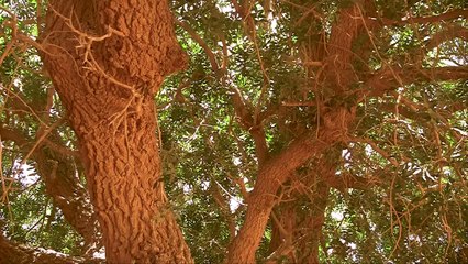 The Blessed Tree - Living Sahabi - Short Documentary