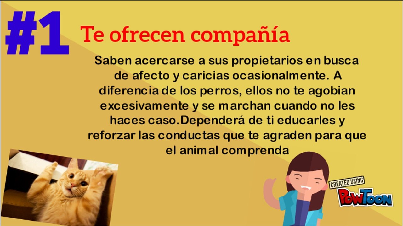 Mira los beneficios de tener un gato