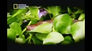 Serpentes Gigantes: Anacondas e Pitons (Dublado) - Documentário National Geographic