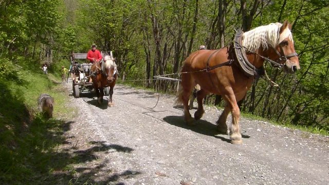 Debardage au cheval, Montdenis, mai 2015, Hippotese.