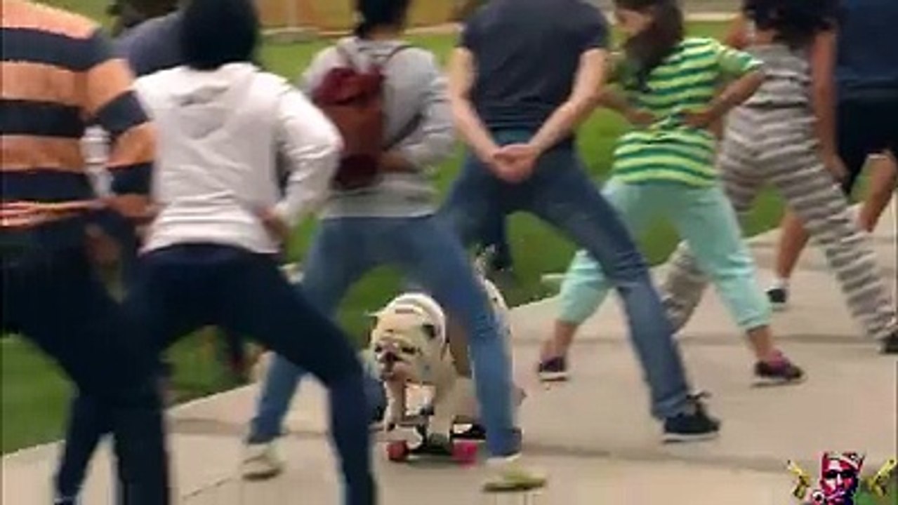Il Cane sullo skate! Fenomeno del WEB!