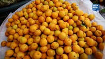 Where To Pick Apricots (Zardaloo) from Kashmir | Best Apricots | AskMe