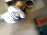 Funny Baby Drinking From Dogs Water Bowl