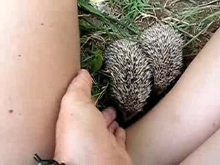 2 hérissons blottis contre ma jambe