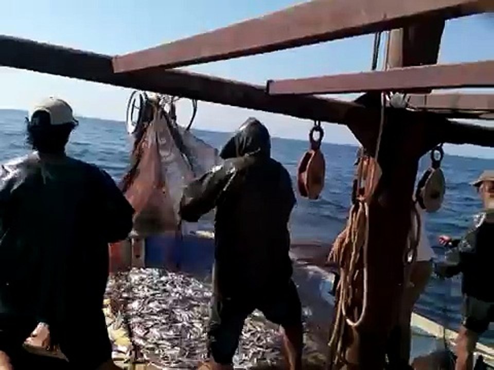 Sardalya avı