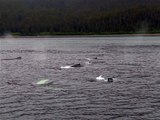 Humpback Whales in Alaska