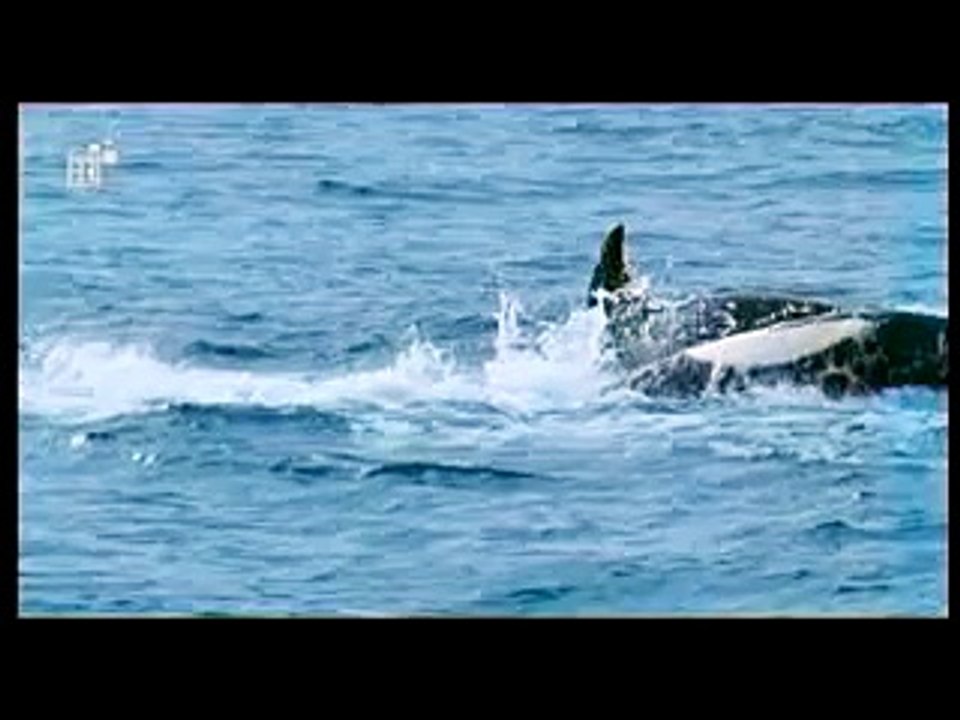 Massive Bull Killer Whale sends 200 kg juvenile fur seal flying