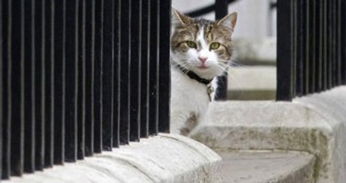 İngiltere Dışişleri Bakanlığı 'Fare Avcısı' Bir Kediyi Kadroya Aldı